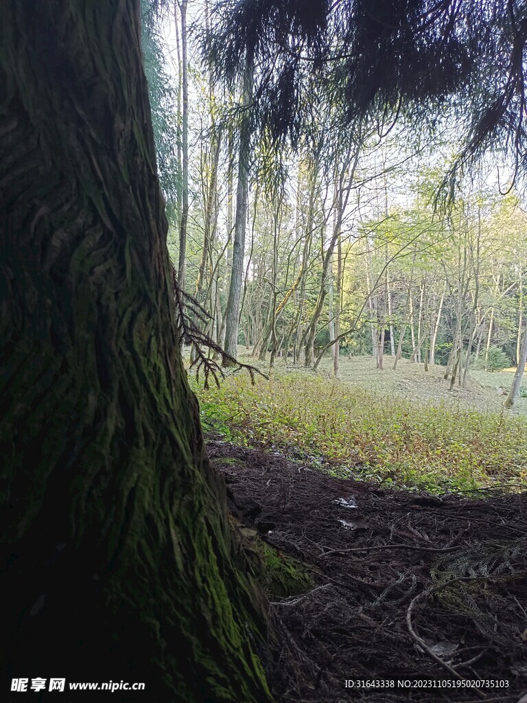 树木森林天空阳光树背景