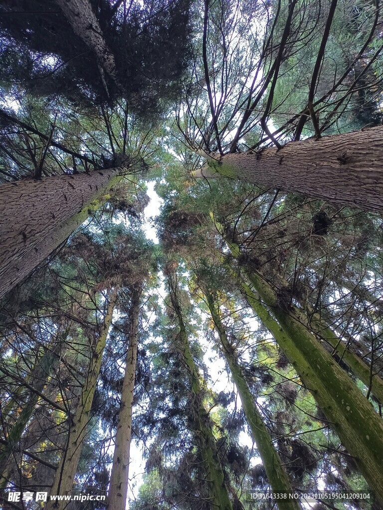 树木森林天空阳光树背景