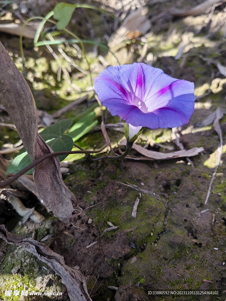 牵牛花