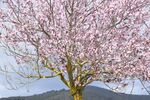 粉色樱花树