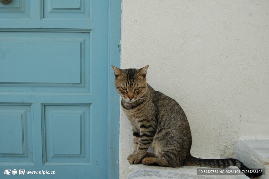 猫咪