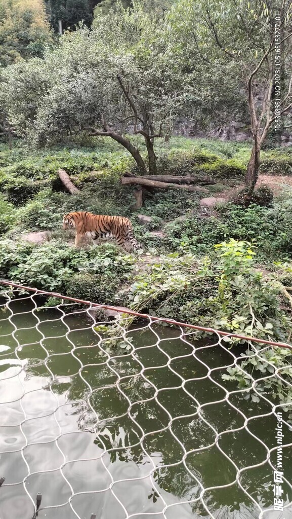 老虎