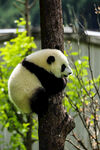 中国国宝大熊猫