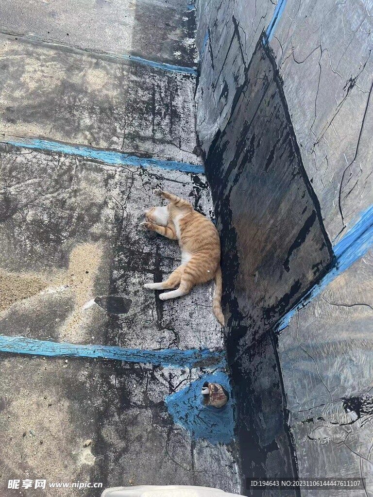 猫咪 