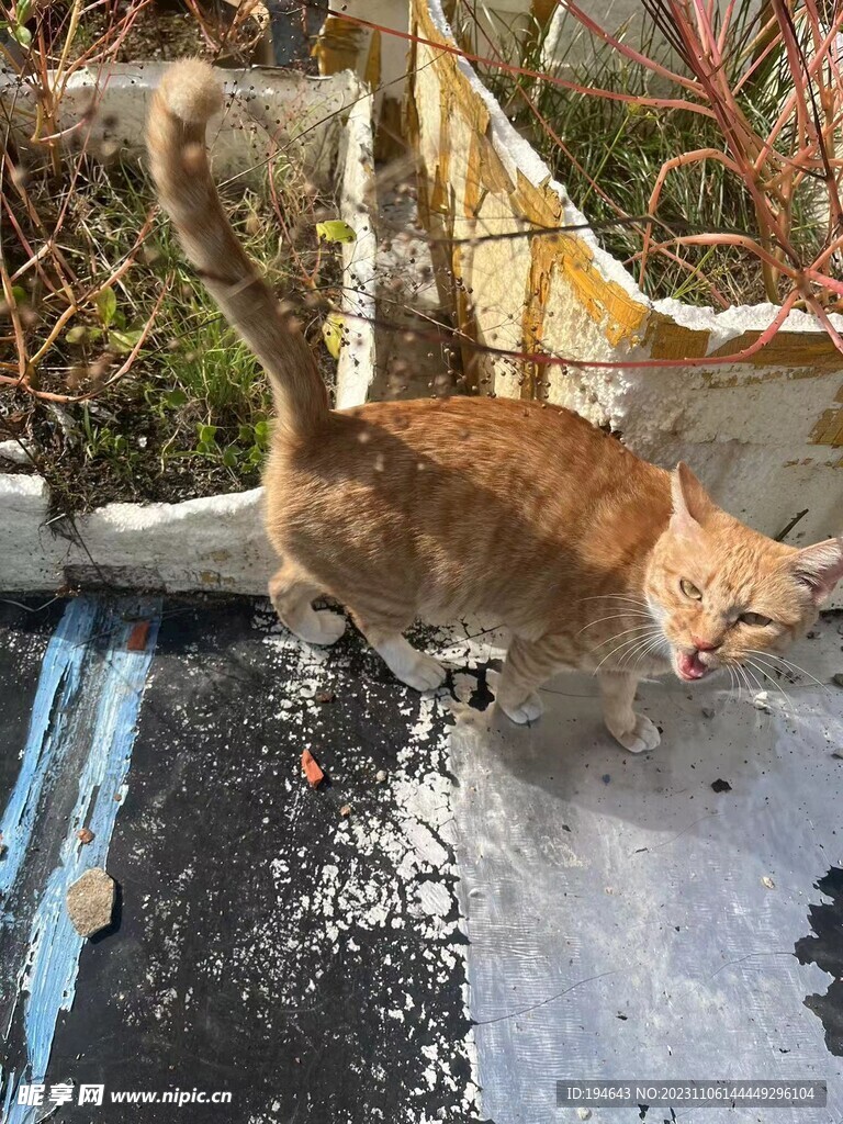猫咪