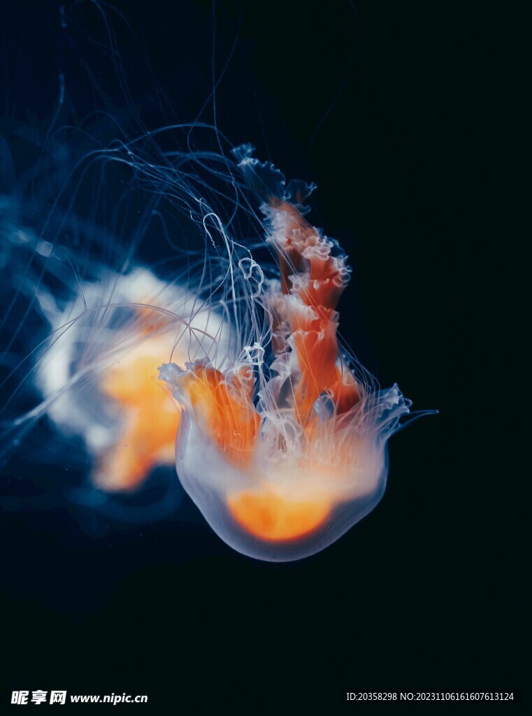水母