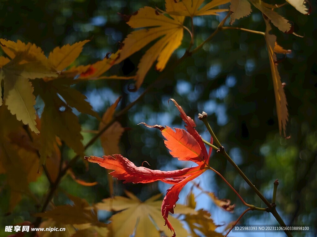 秋天的红叶