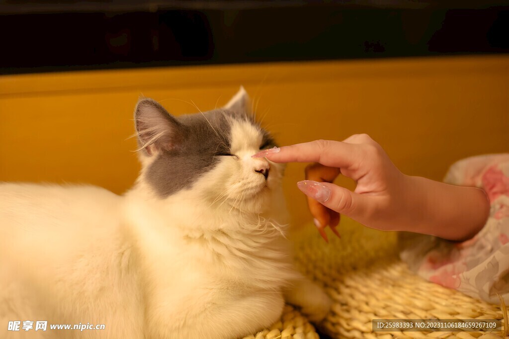 猫