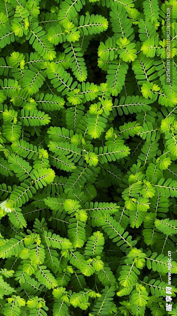 珍珠草