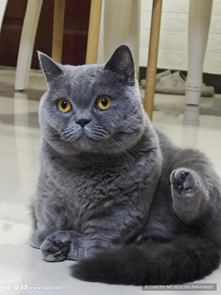 猫