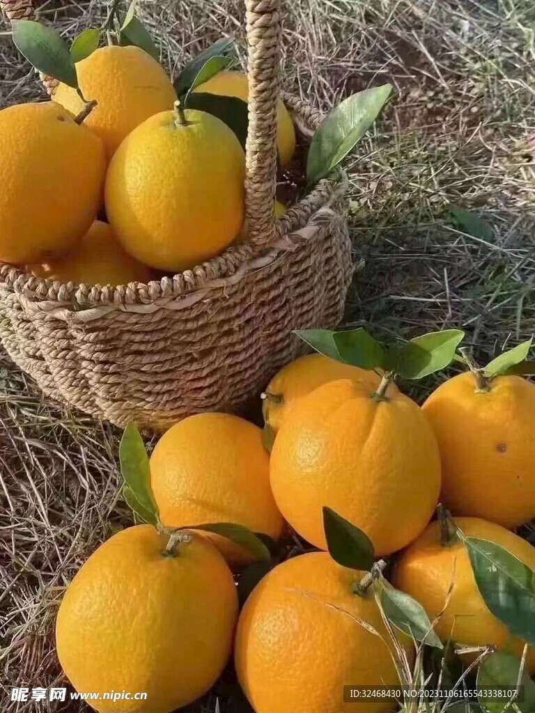 脐橙