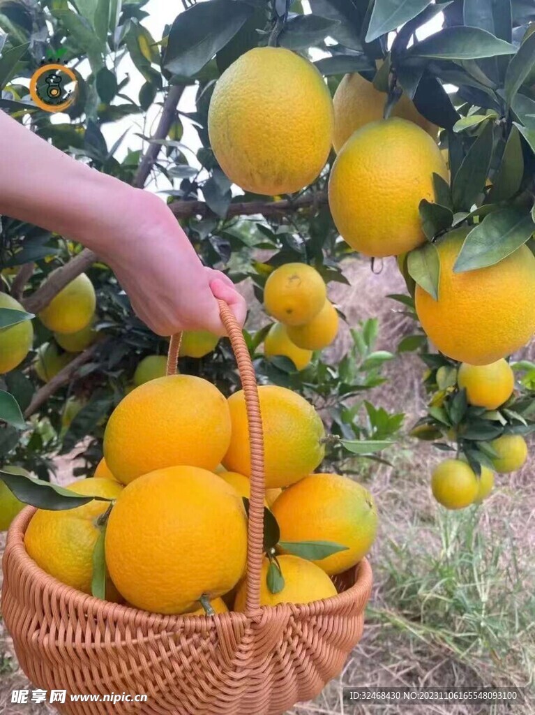 脐橙