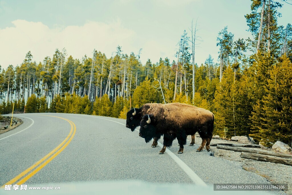 公路上的牦牛