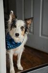 狗狗