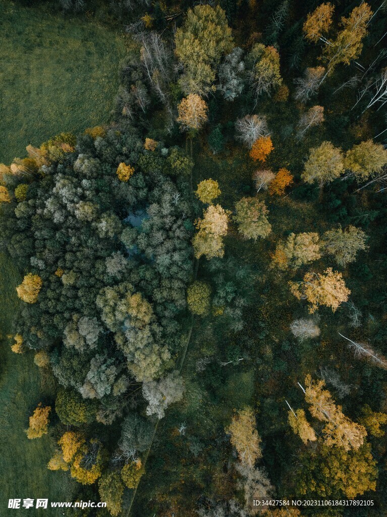 航拍树林