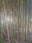 竹子
