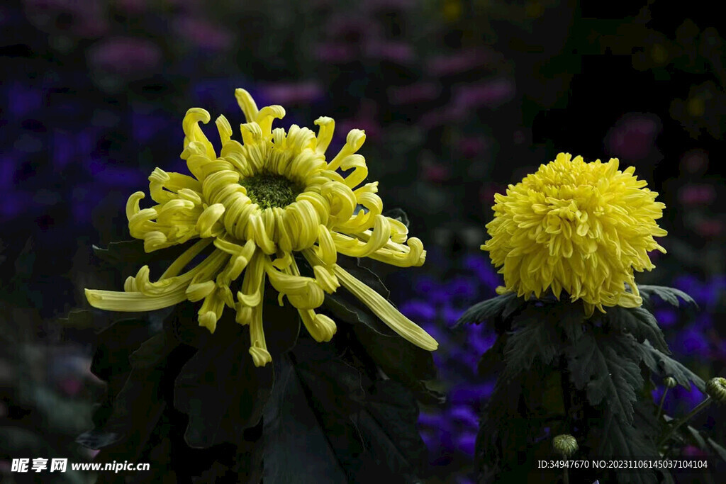菊花