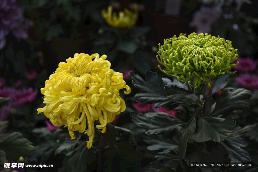 菊花