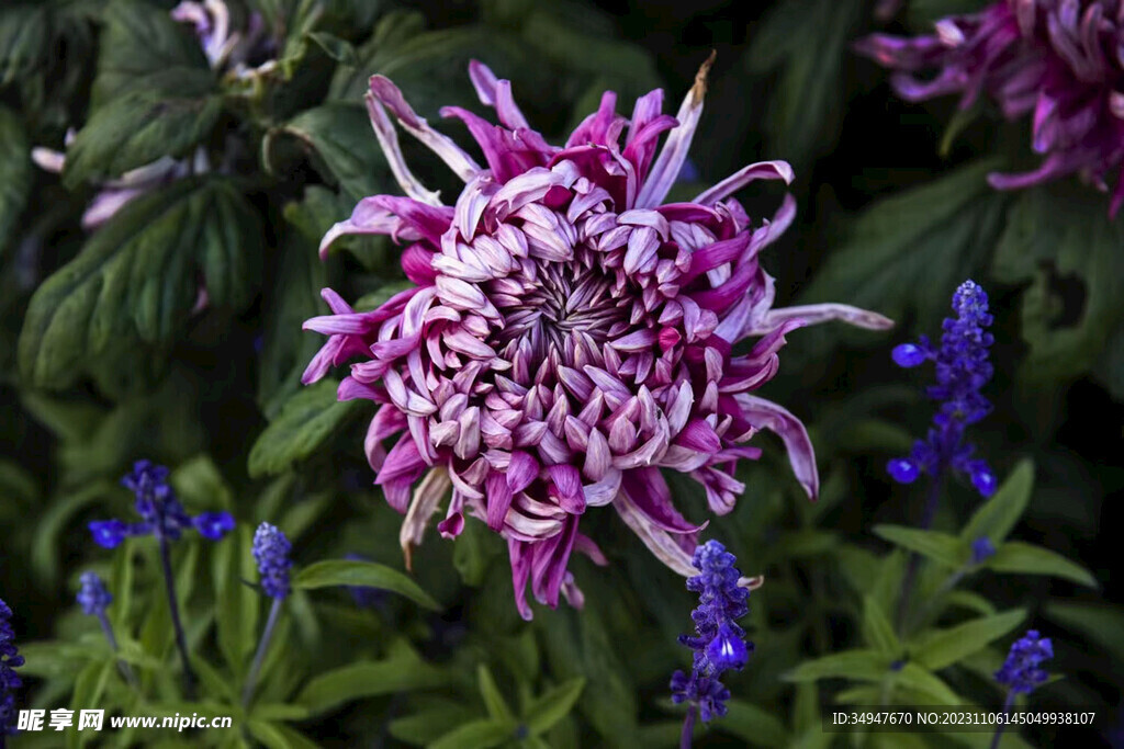菊花