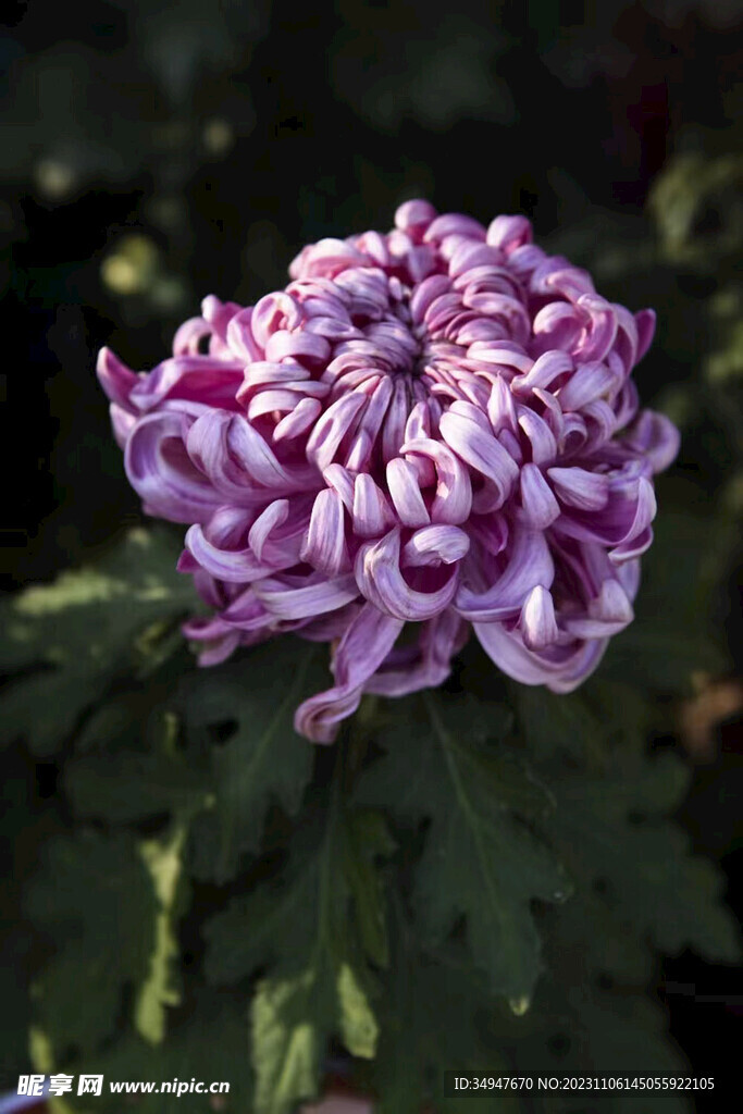 菊花