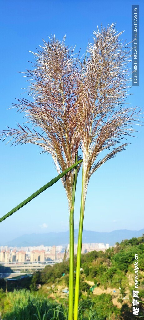 秋日的芦苇