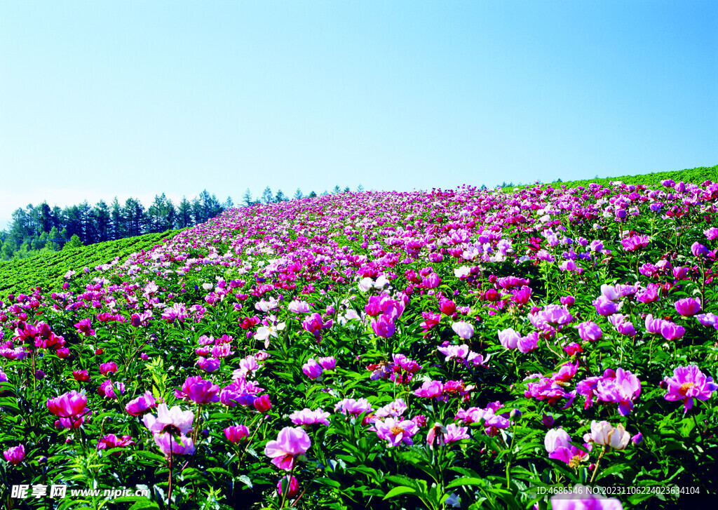 花草背景素材 