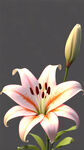高清百合花