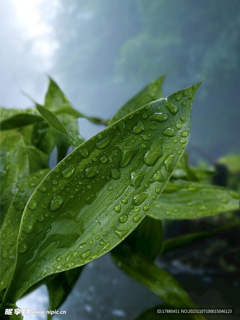 绿叶