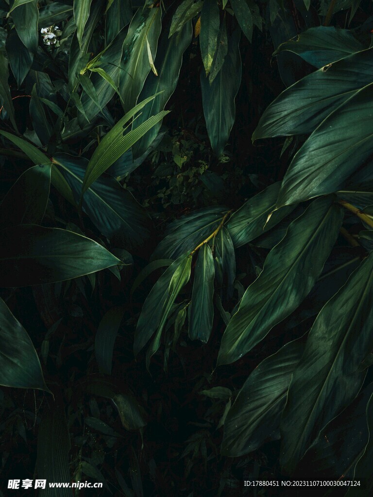 绿叶