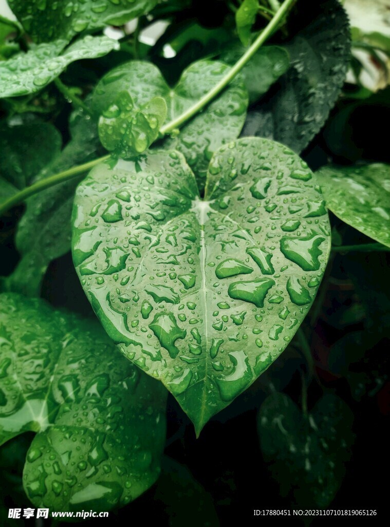 海芋