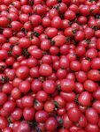 小番茄