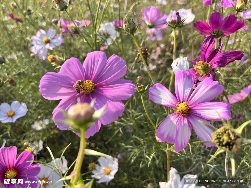 花海