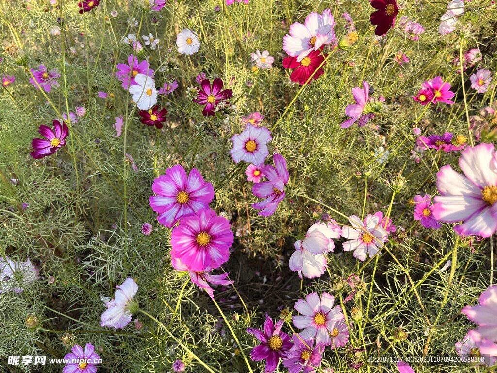 花海