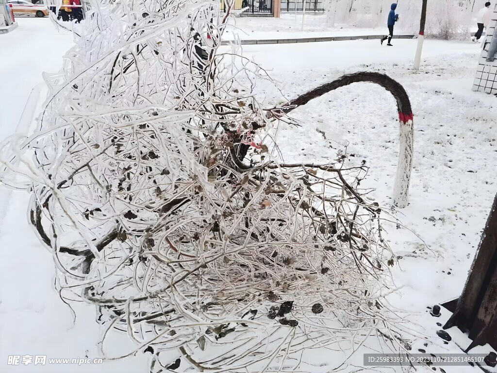 冻死的树木