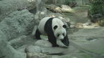 动物园里的熊猫