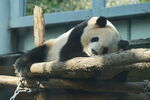 一只熊猫宝宝趴着睡觉