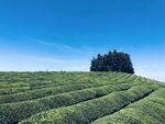 茶海