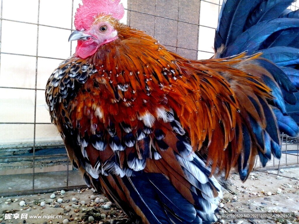 大公鸡