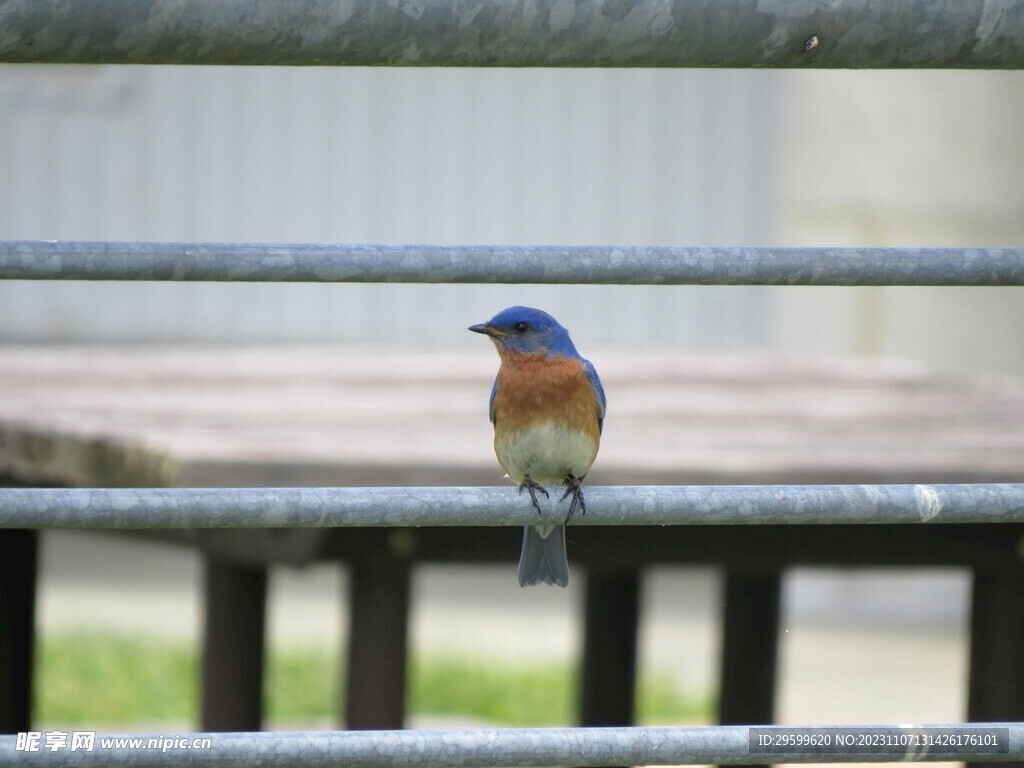 麻雀