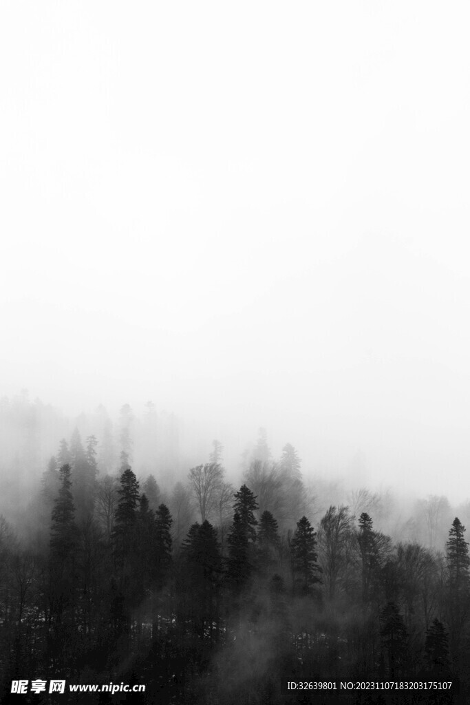 树林中的雾