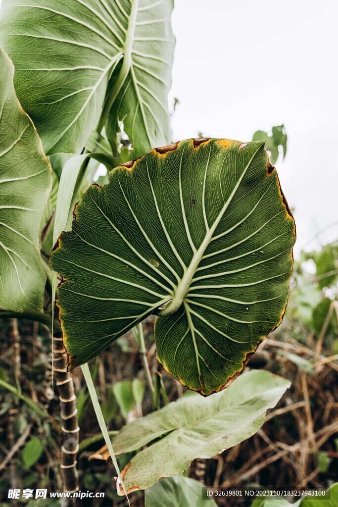 芭蕉叶