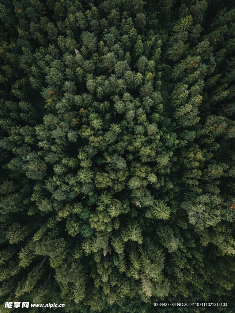 航拍树林