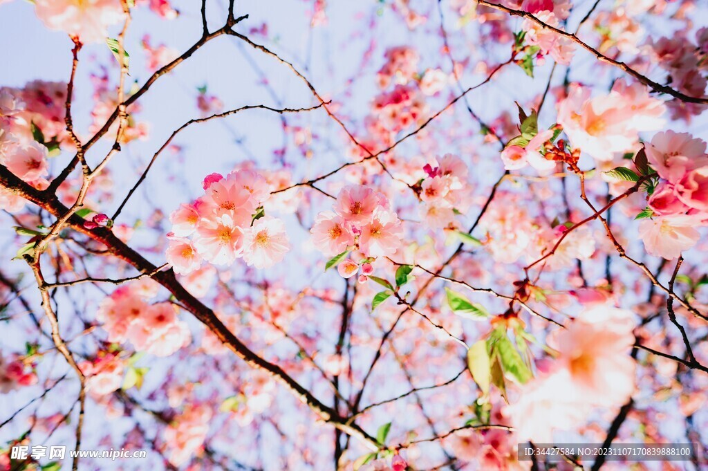 粉色樱花
