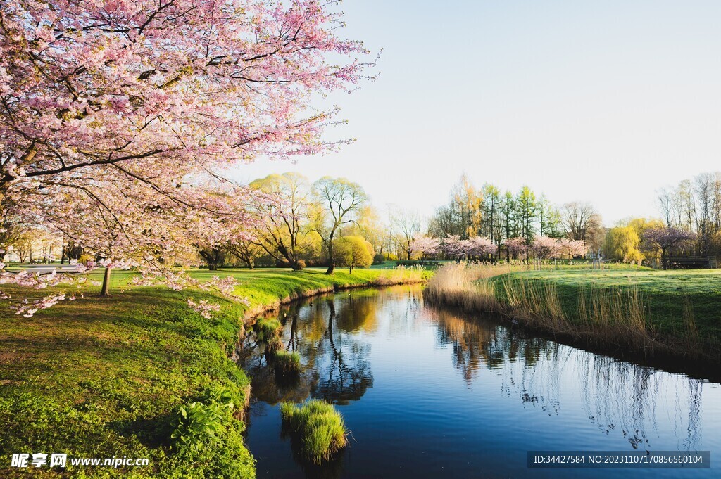 粉色樱花和湖景