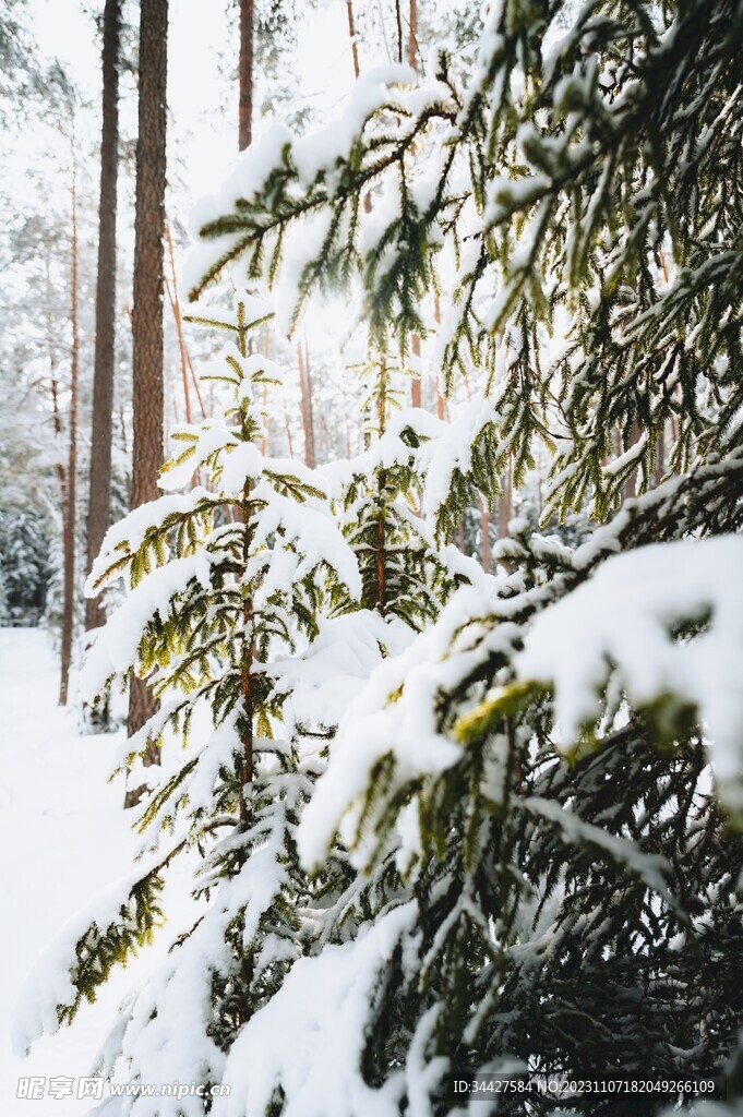 大雪覆盖的圣诞树