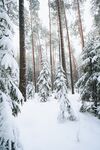 大雪覆盖的圣诞树