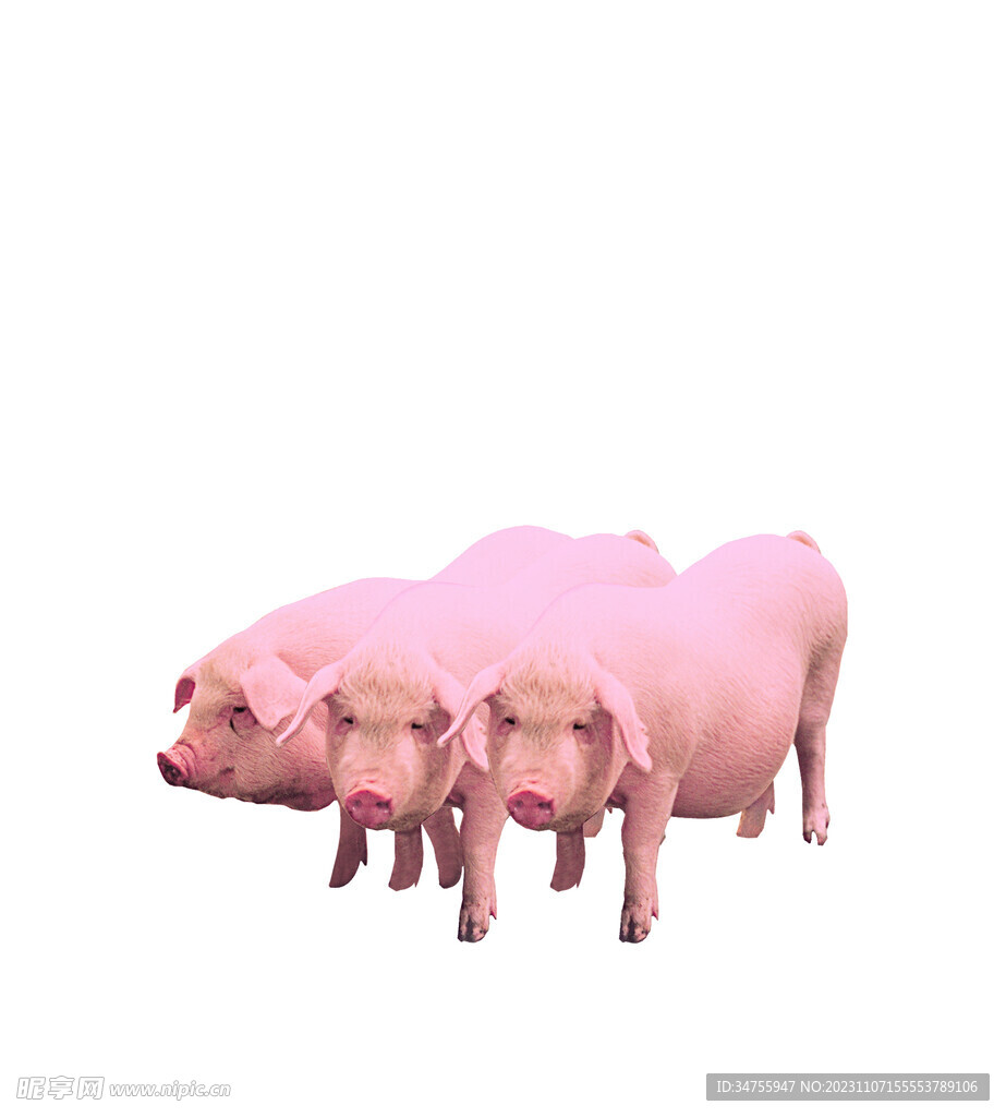 母猪