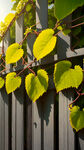 篱笆墙上爬满了葡萄藤 ，逆光观看幼小的叶芽，鹅黄色，茸茸的，很有生机  环绕 依恋 缠绵