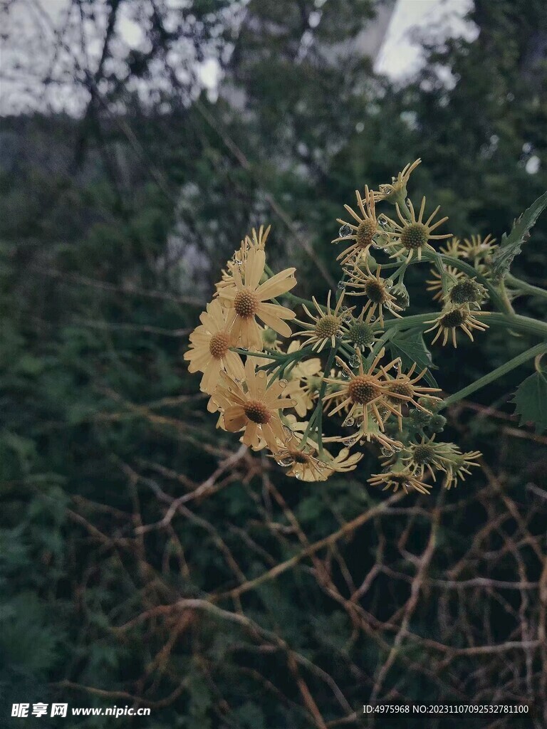 野花
