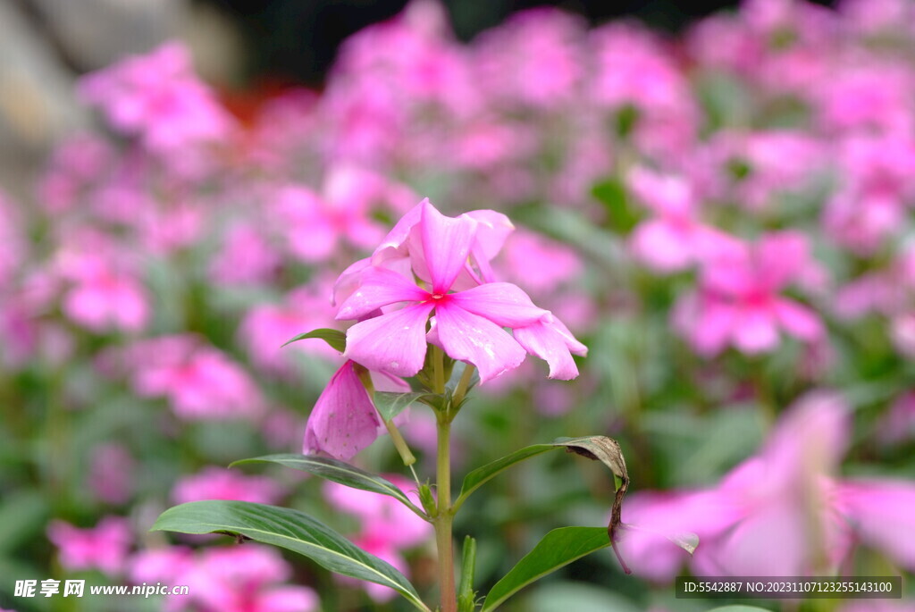 长春花